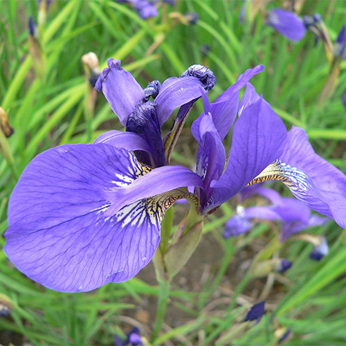 Iris Sanguinea