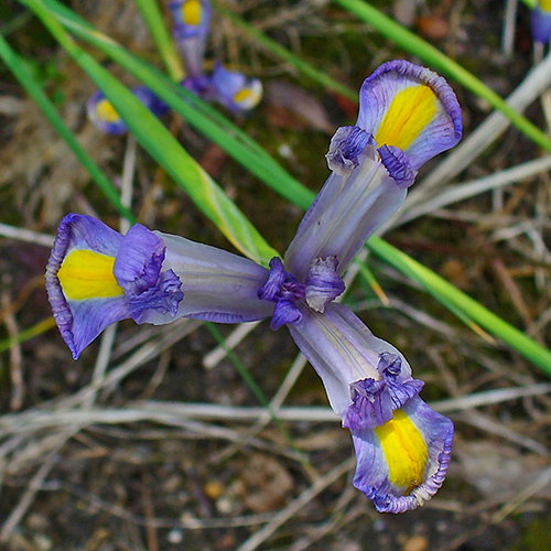 Iris Xiphium