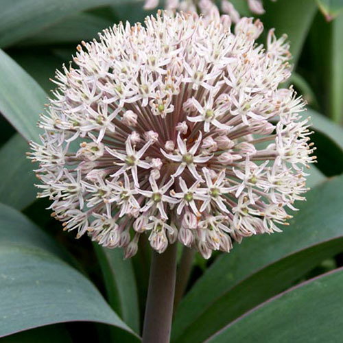 Allium Karataviense