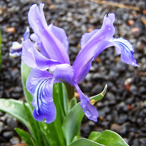 Iris Zenaidae