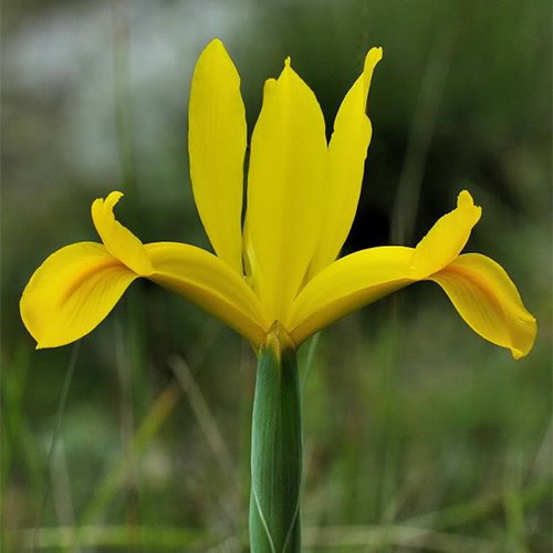 Iris Lusitanica