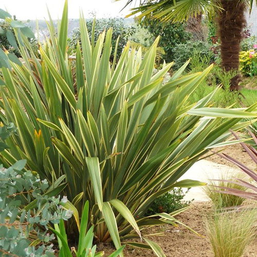 Phormum Tenax Variagatua