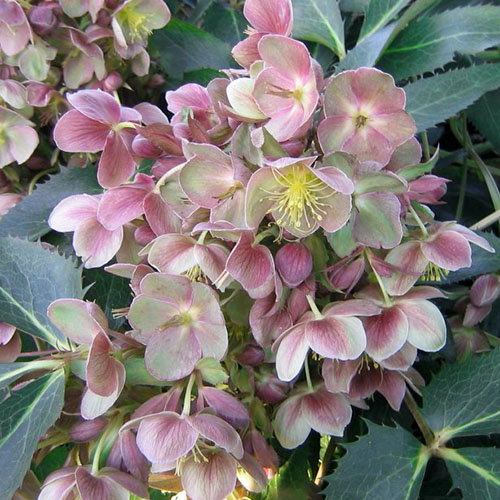 Helleborus Sternii