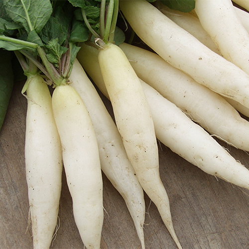 Radish Icicle