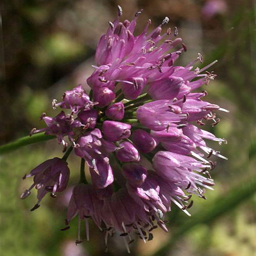 Allium Lusitanicum
