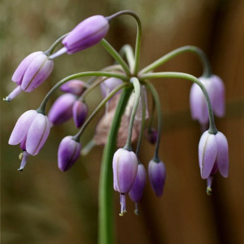 Allium Macranthum
