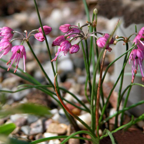 Allium Amabile