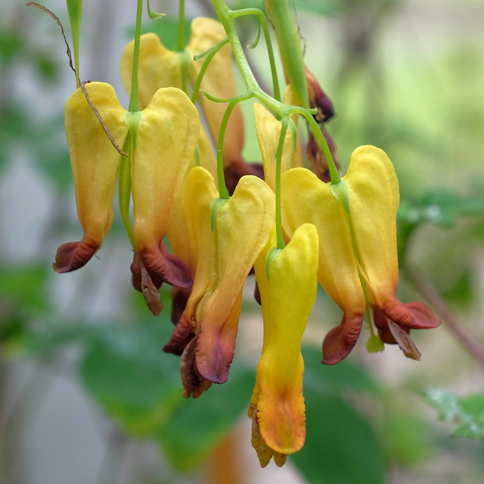 Dicentra Macrocapnos