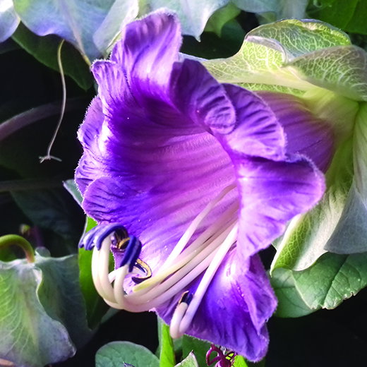 Cobaea Scandens
