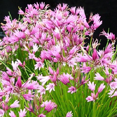 Allium Mairei Amabile
