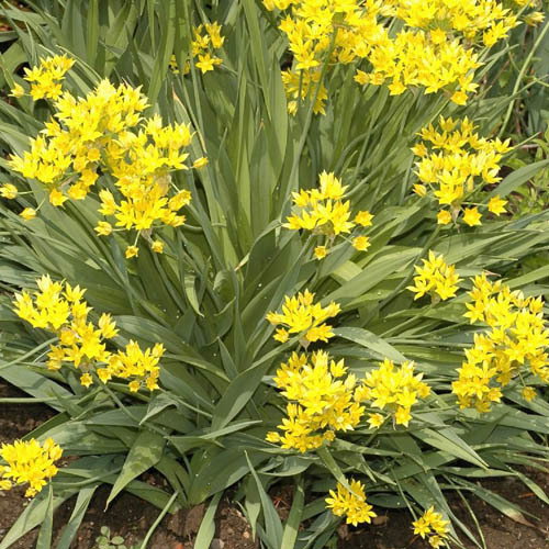 Allium Moly
