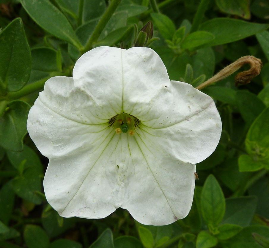 Petunia Axillaris