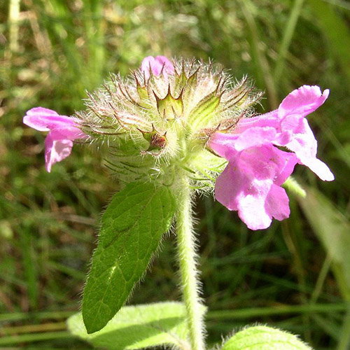 Clinopodium Vulgare