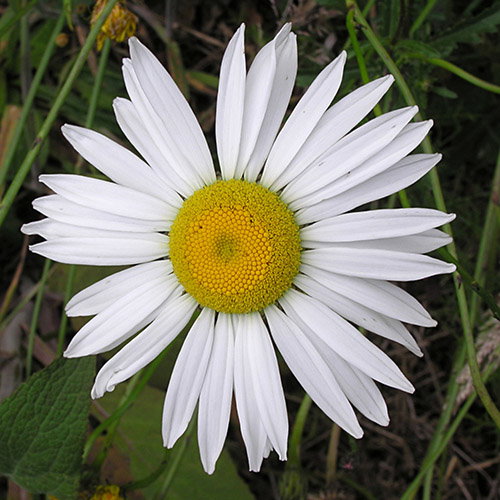 Ox Eye Daisy