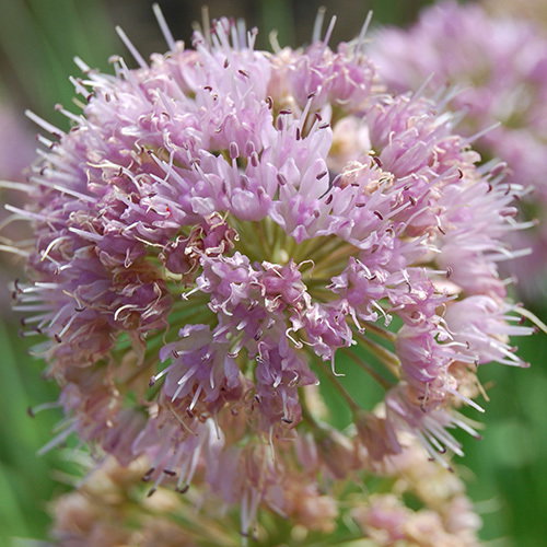 Allium Nutans