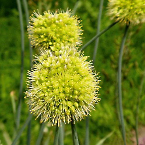 Allium Obliquum