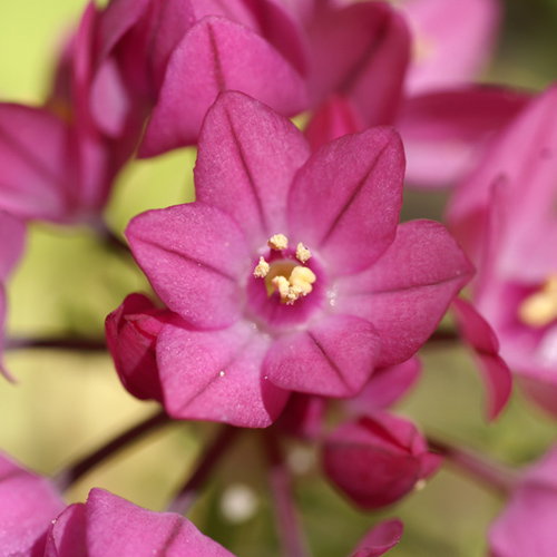 Allium Oreophilum
