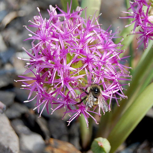 Allium Platycaule