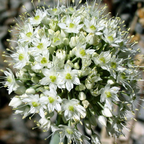 Allium Pskemense