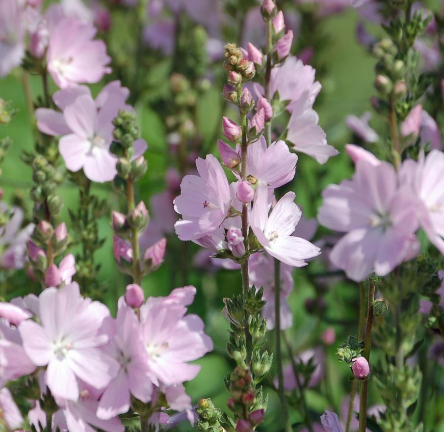 Sidalcea Elsie Heugh