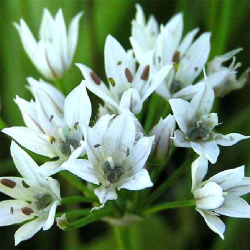 32 Allium Ramosum
