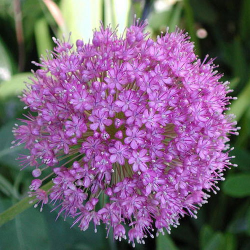 Allium Rosenbachianum