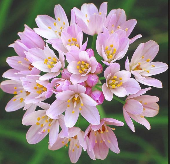 Allium Roseum