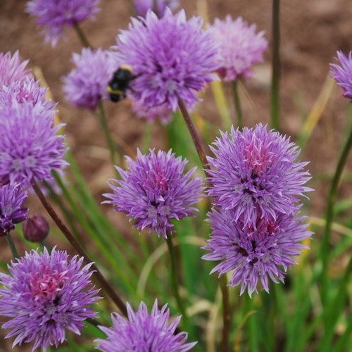 Allium Schoenoprasum