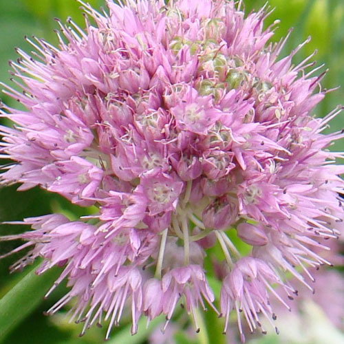 Allium Senescens