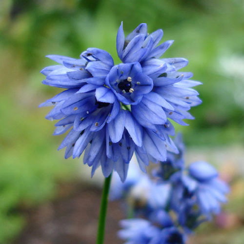 Allium Sikkimense
