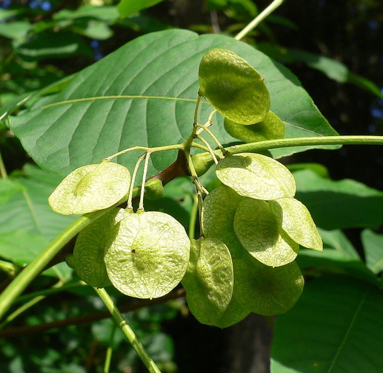Ptelea Trifoliata
