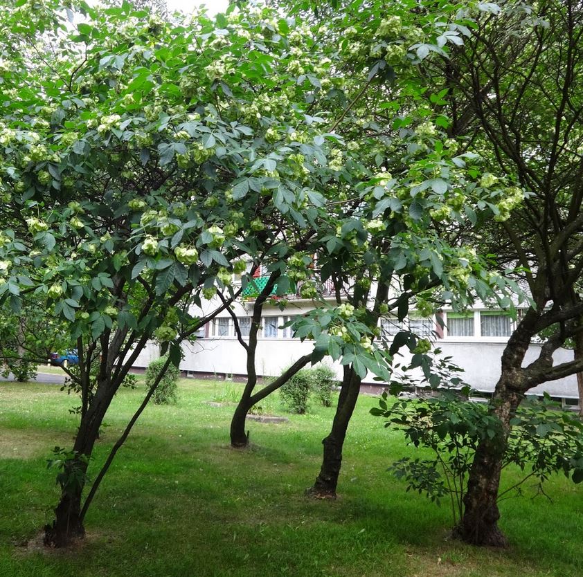 Ptelea Trifoliata