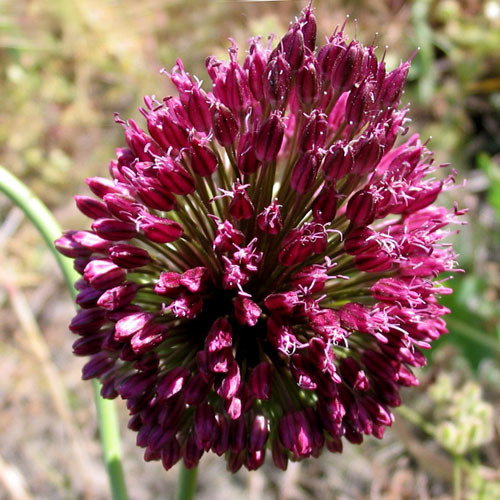 Allium Sphaerocephalon