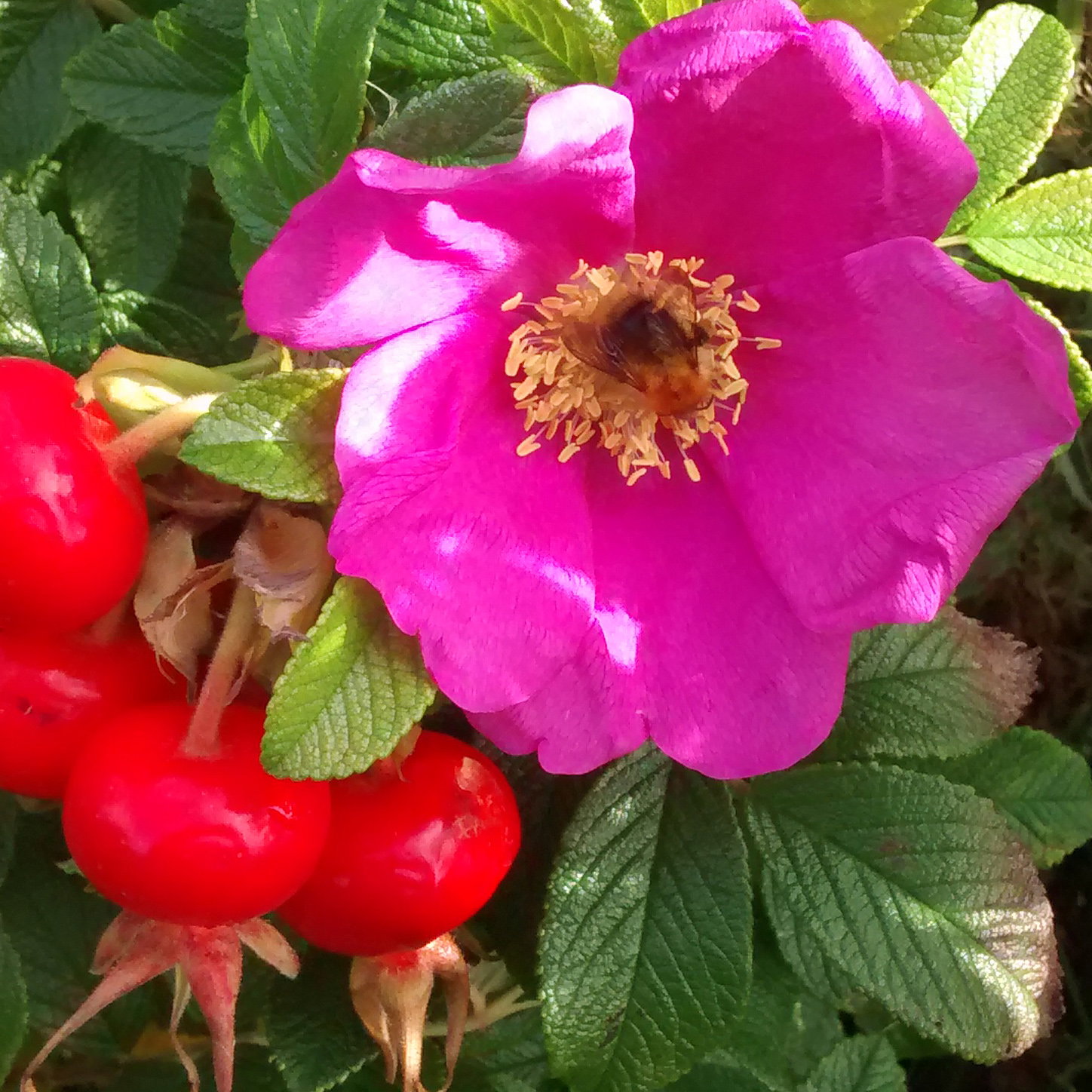 Rosa Canina Geordie Giant