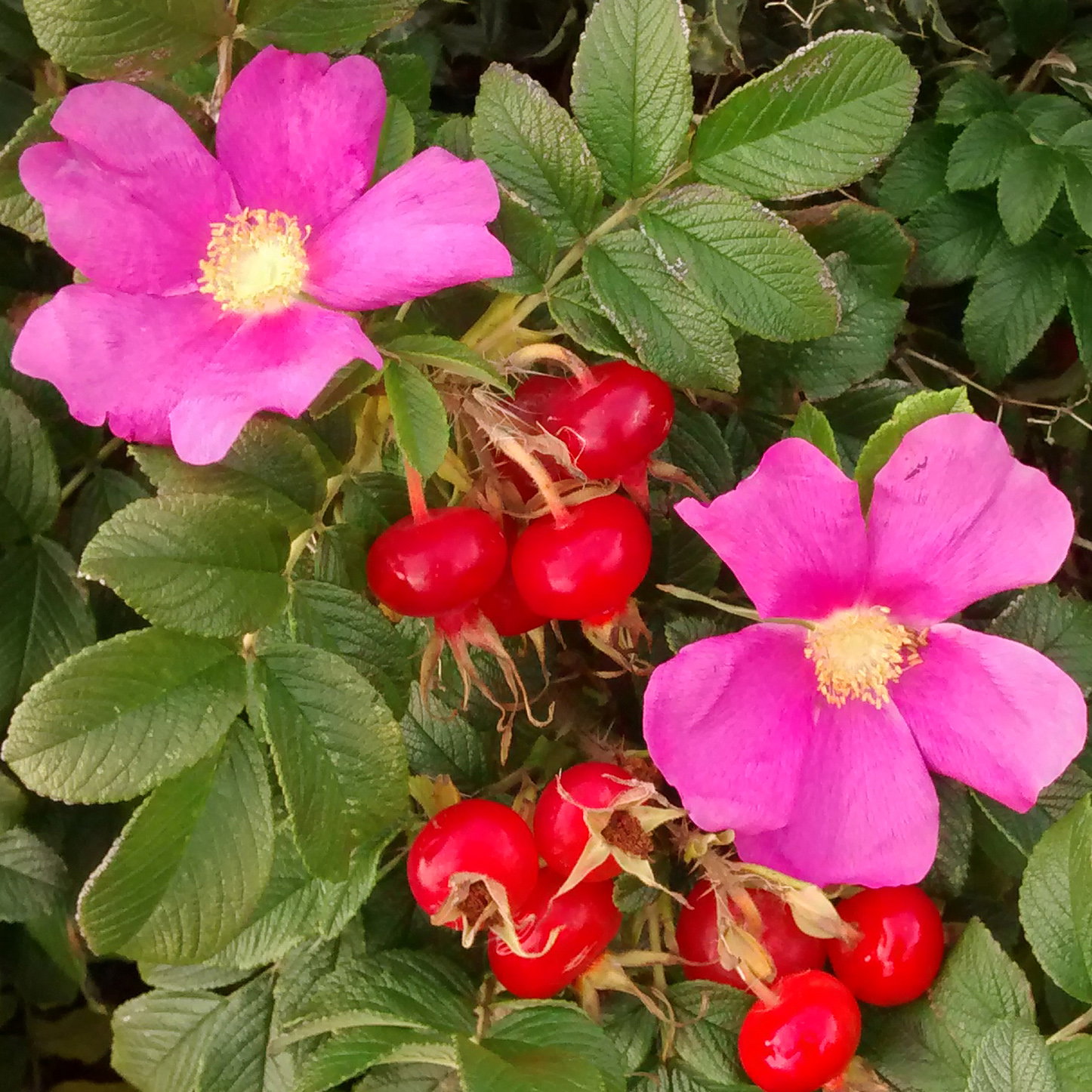 Rosa Canina Geordie Giant