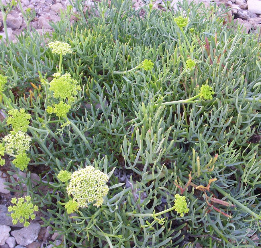 Crithmum Maritimum