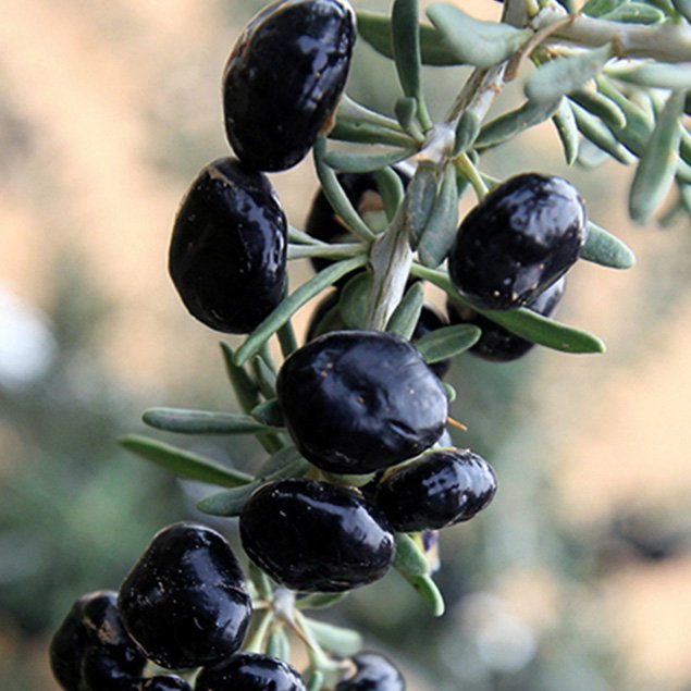 Goji Berries Black Large