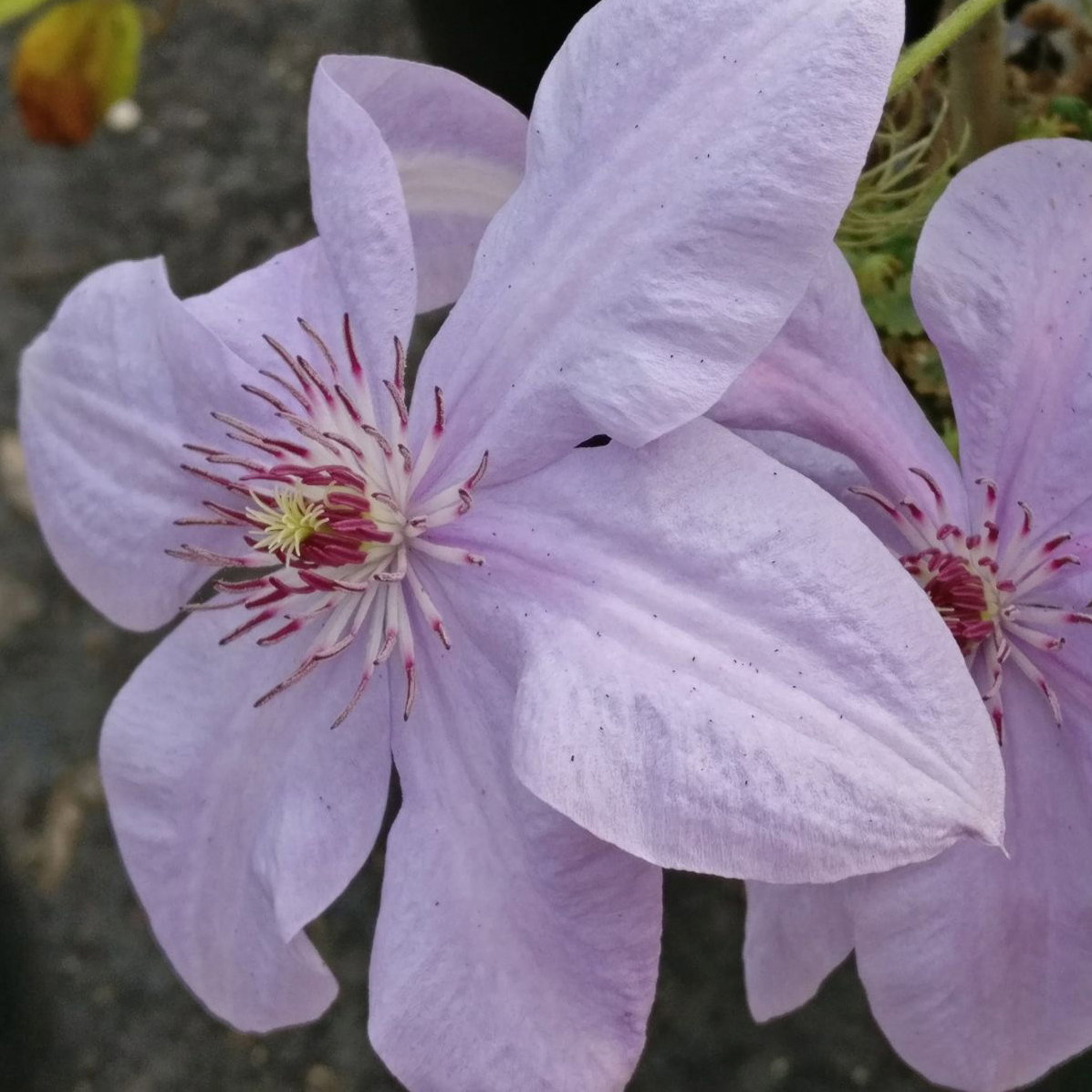 Clematis Baby Blue