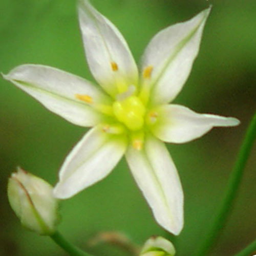 Allium Stipitatum