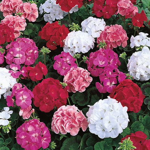 Geranium Maverick Mix