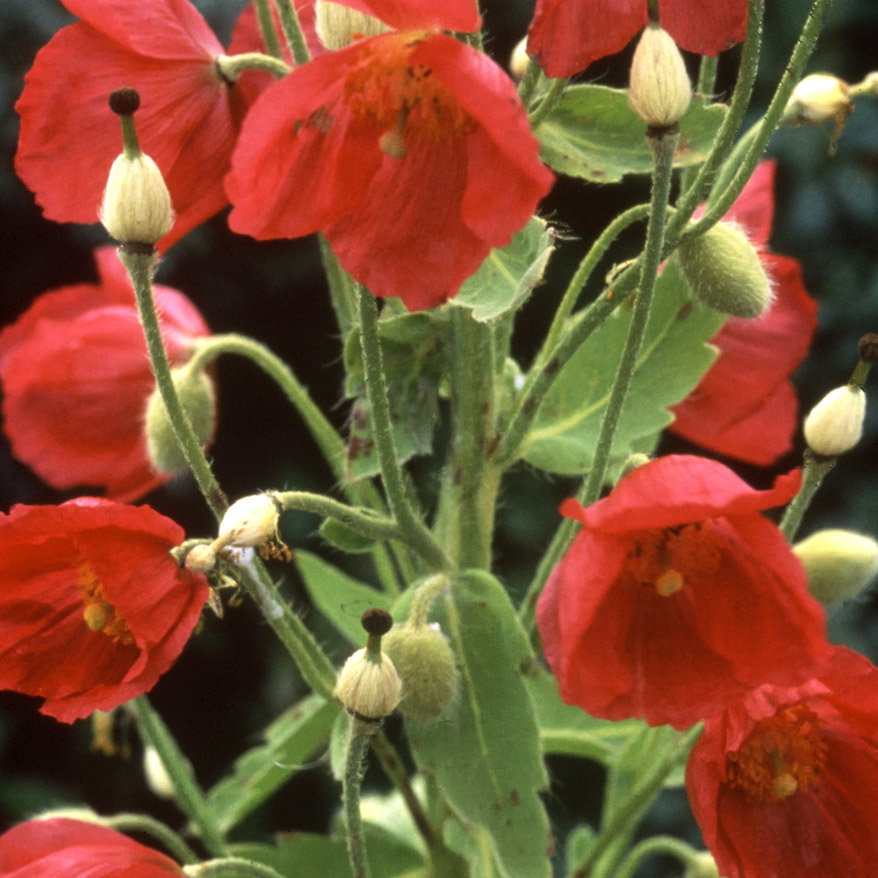 Meconopsis Nepaulensis Sq