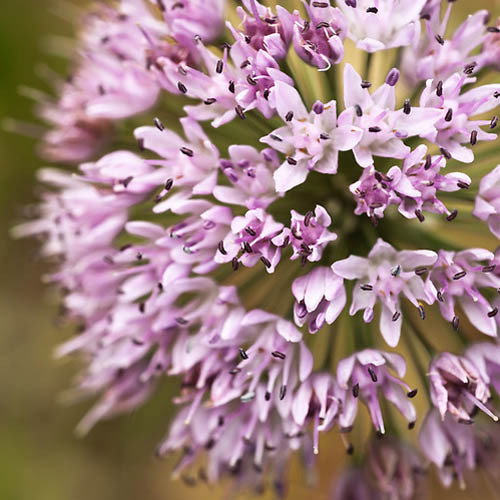 31 Allium Tanguticum