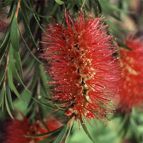 Callistemon Rigidus