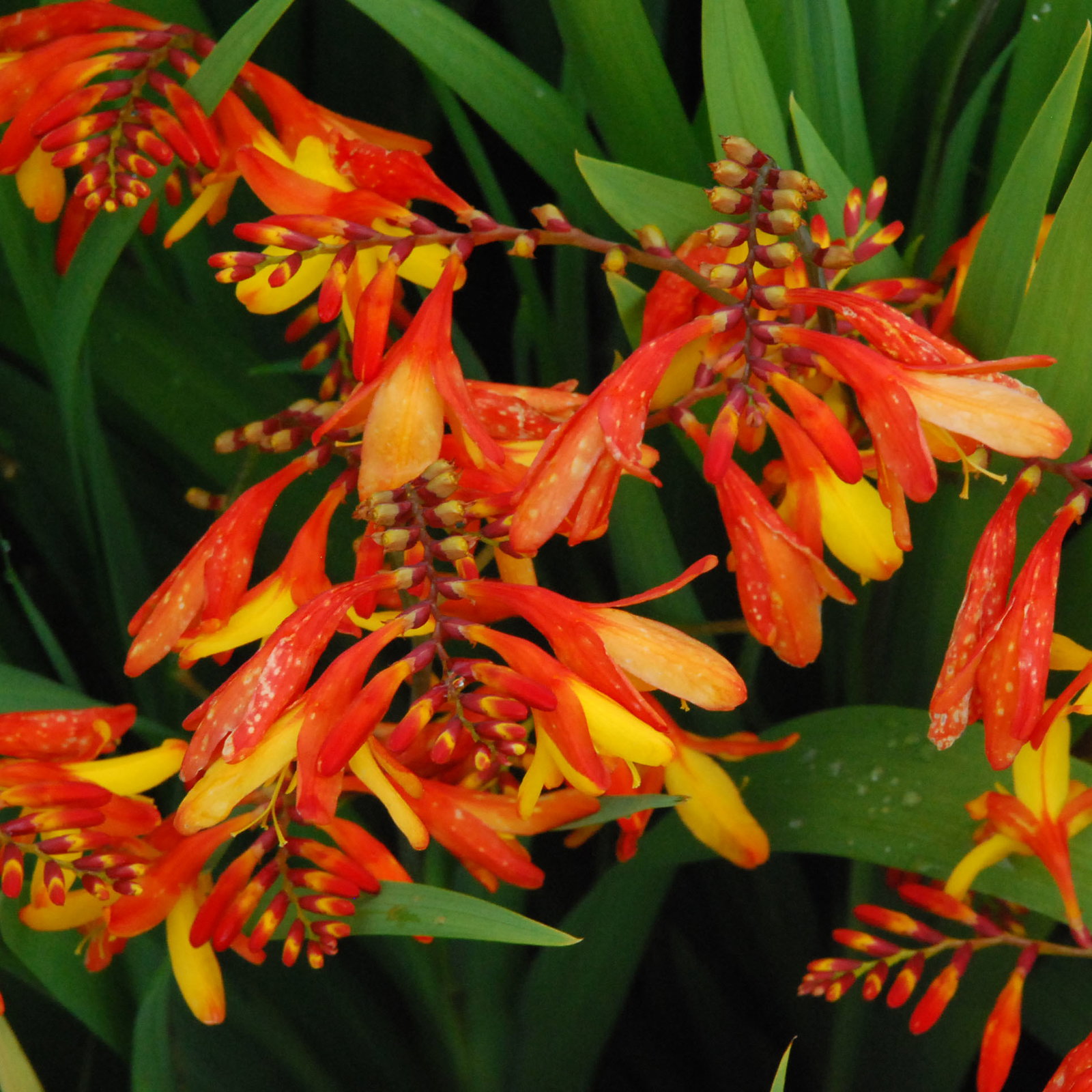 Crocosmia Best Hybrids
