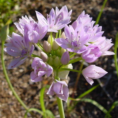 33 Allium Uniflorum