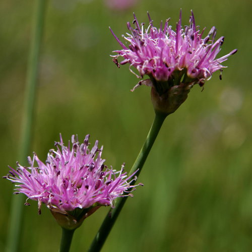Allium Validum