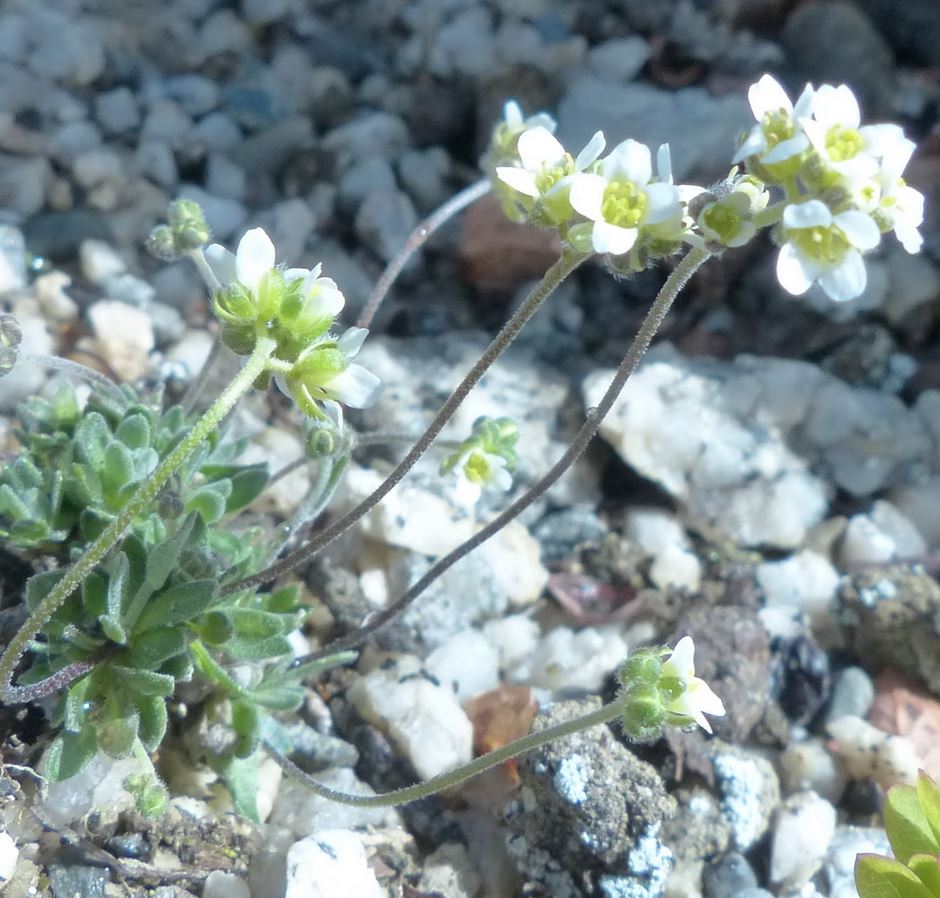 Draba Nivalis