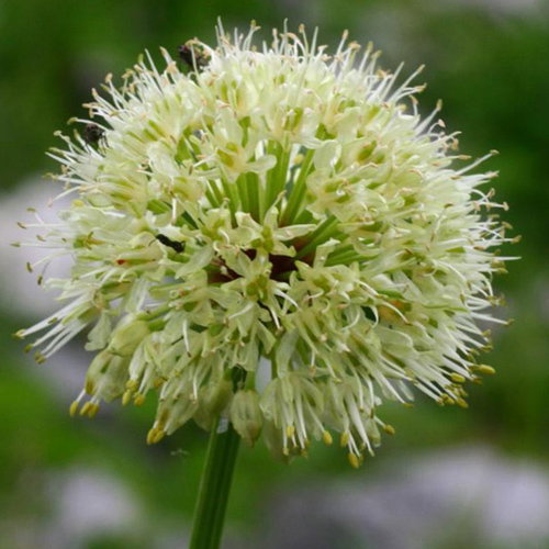 35 Allium Victorialis
