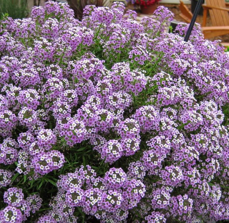 Lobularia Princess In Purple