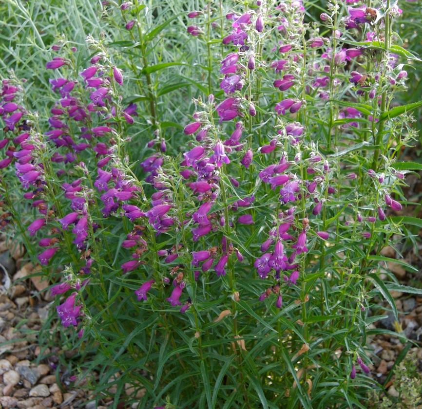 Penstemon Pikes Peak Purple
